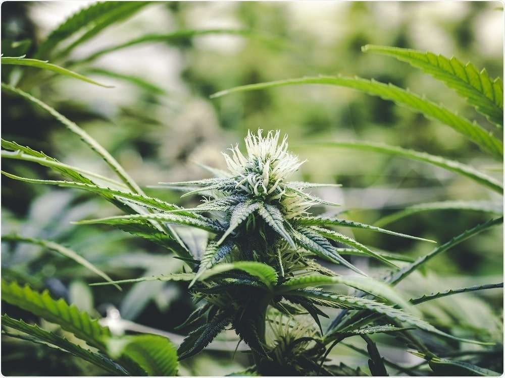 7 Things to Know Before Buying Botanical Products Online in 2026