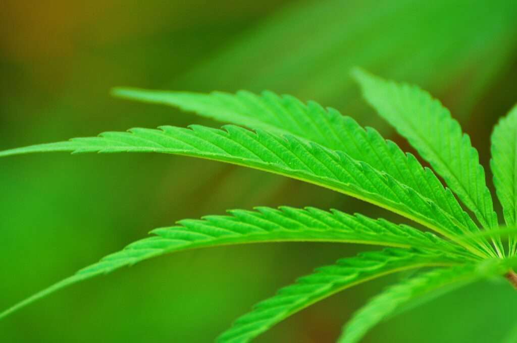 Cannabis Leaf legislative black caucus