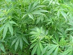 4/20 cannabis leaves, NORML, CBG, CBD, THC, THCA, CBN cannabinoids