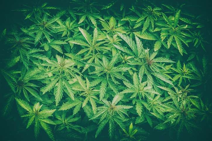 Cannabis Legalization Imminent NJ