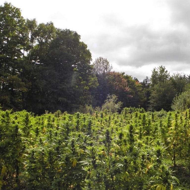 Justice Grown ATC Ewing medical marijuana Bloc issued permit for growing