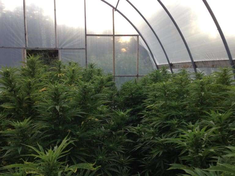 Verano Zen Leaf dispensary opens in Elizabeth