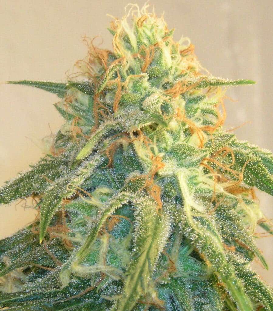cannabis strain harmony dispensary Leo Bridgewater