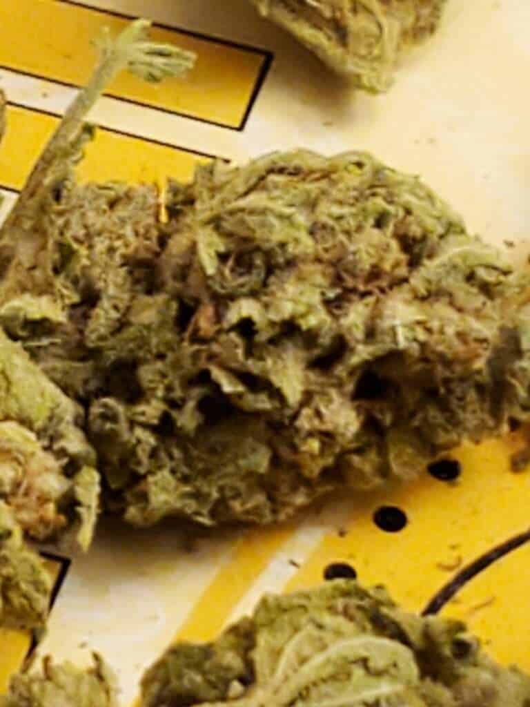 NJ cannabis homegrow