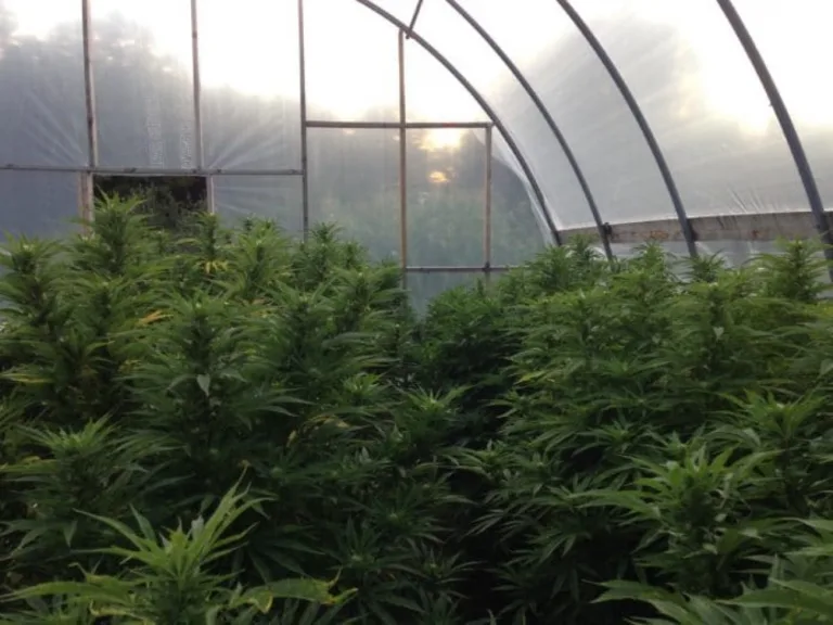 Maplewood TerrAscend Apothecarium dispensary