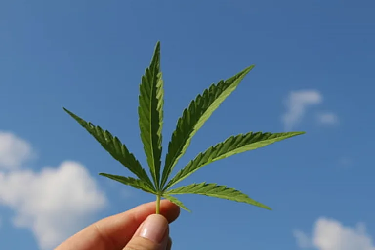 homegrow, adult-use