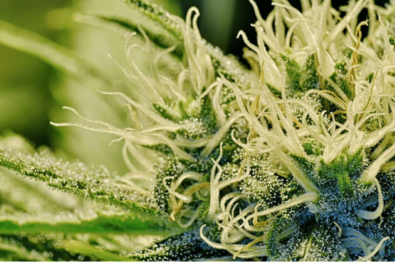 cannabis homegrow cultivation nj