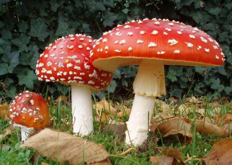 magic mushrooms NJ scutari Psilocybin pictured