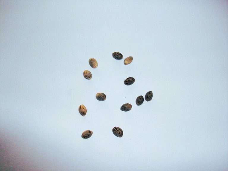 nj home grow cannabis seeds NJ marijuana laws