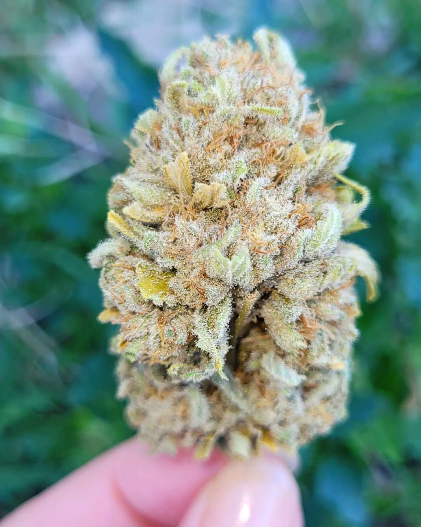 Choosing the Best Local Weed Strains