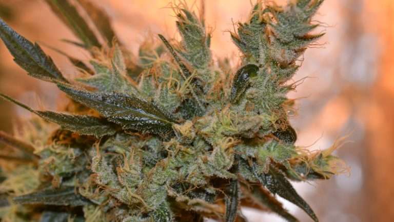 Top Cannabis Cultivation Nutrient Brands