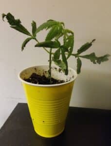 NJ legal cannabis home grow
