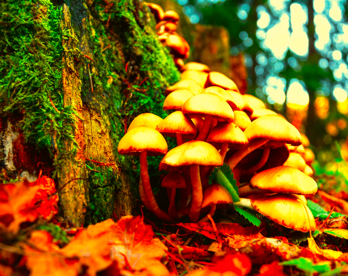 New Jersey medical magic mushrooms legalization is popular, symbolized by wild mushrooms here