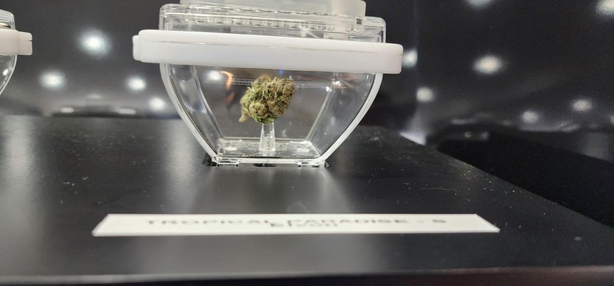 Simply Pure Trenton Dispensary of Ewing pictured with cannabis flower case up close