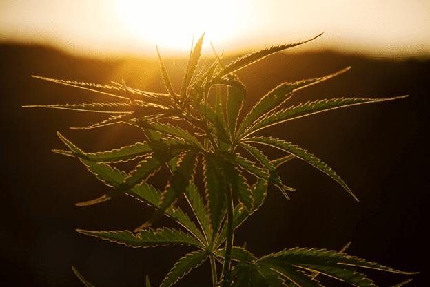 Growing Weed in New Jersey with flower pictured