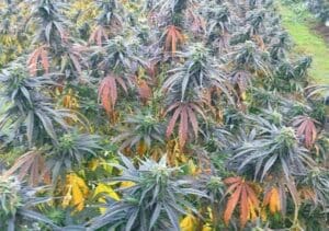 Underground weed