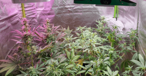 cannabis autoflower strains seeds electricity growing