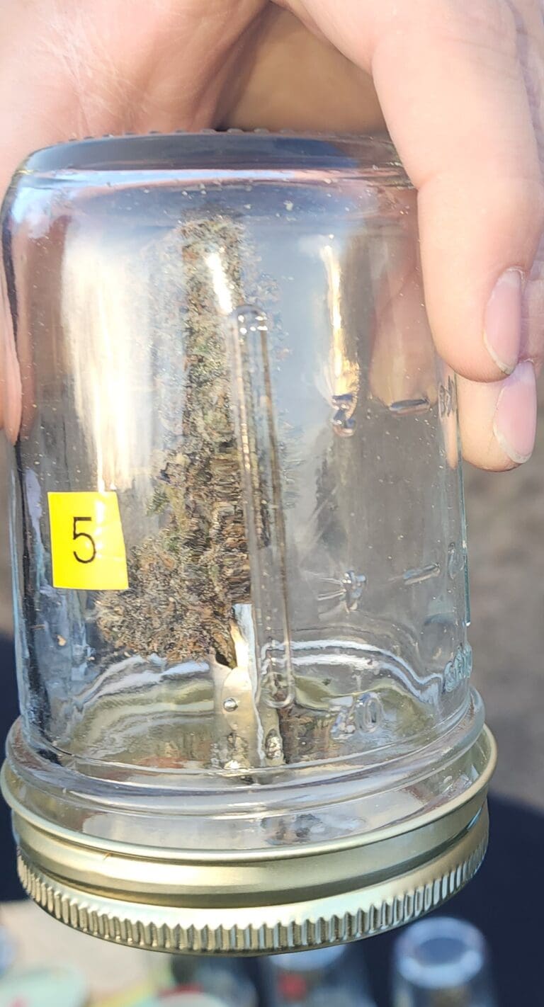 Harvest Cannabis Cup cannabis flower for judging in a jar to see it clearly CBD lower oil functional mushrooms