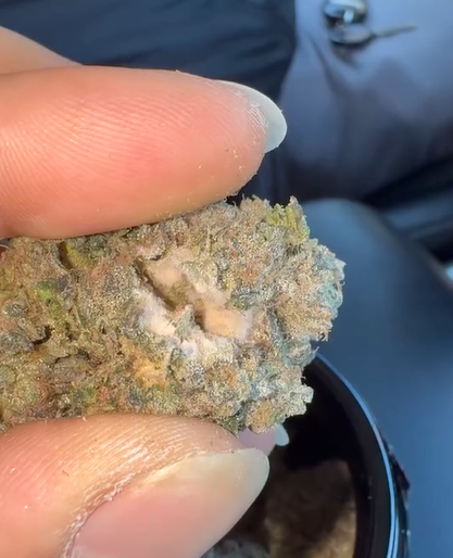 710 Labs Fresh Elizabeth cannabis mold