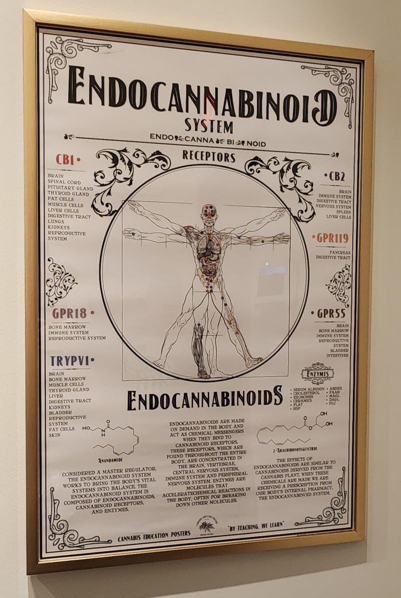 Endocannabinoid system