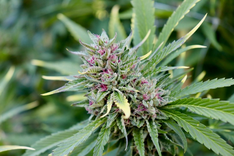 Garden State Cannabis Gardening: Navigating Home Grow Trends