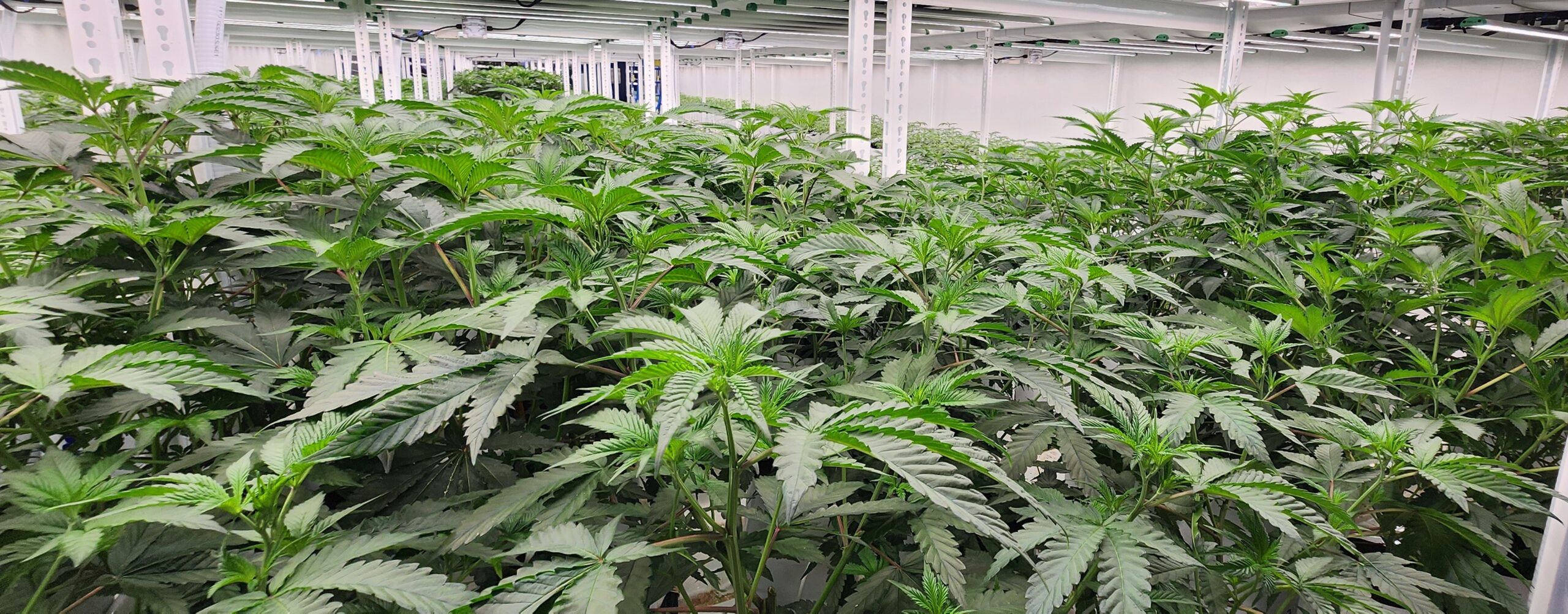 How Premium Feminised Cannabis Seeds Support Professional Cultivation Goals