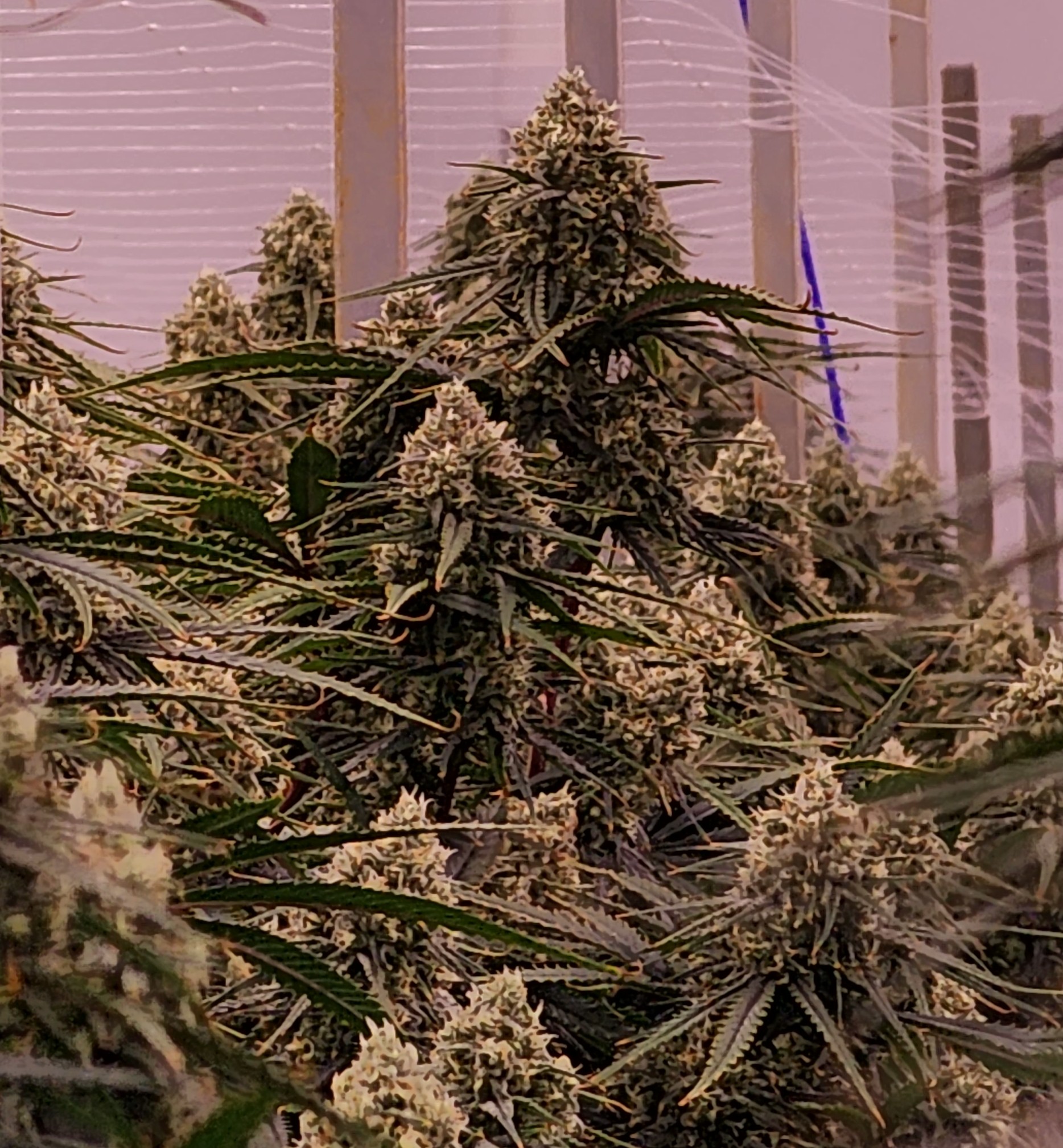 Why Hemp CBD Flower Is Tested for Cannabinoids and Contaminants