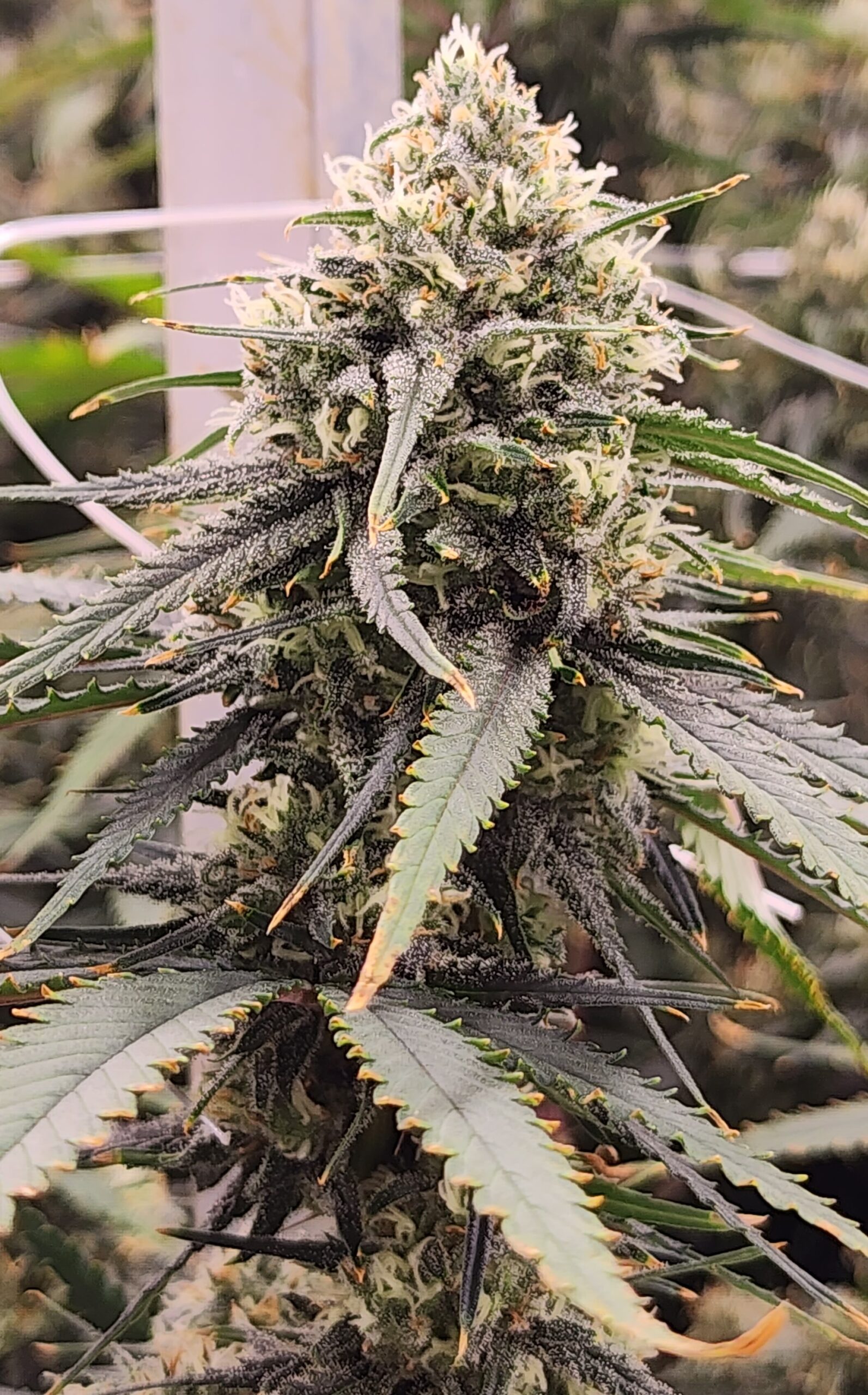 4 Decades, 2 Creative Scenes: What 1986 Started in Gaming and Cannabis Cultivation
